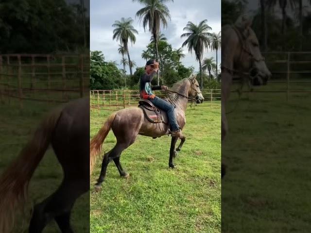 Cavalo Bom