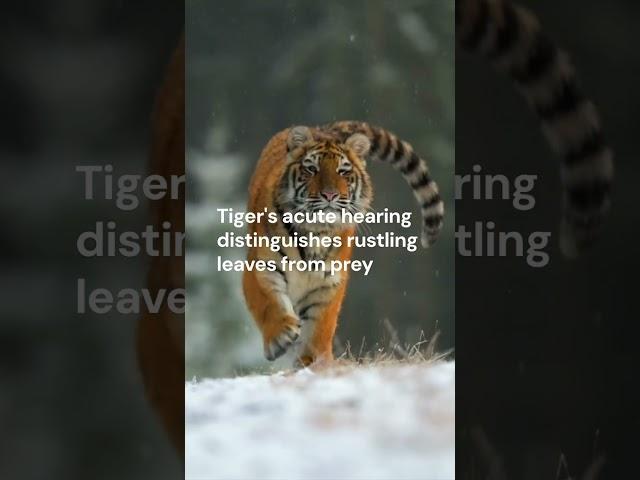 Amazing Tiger Facts You Didn’t Know | Wild Tiger Abilities Explained!