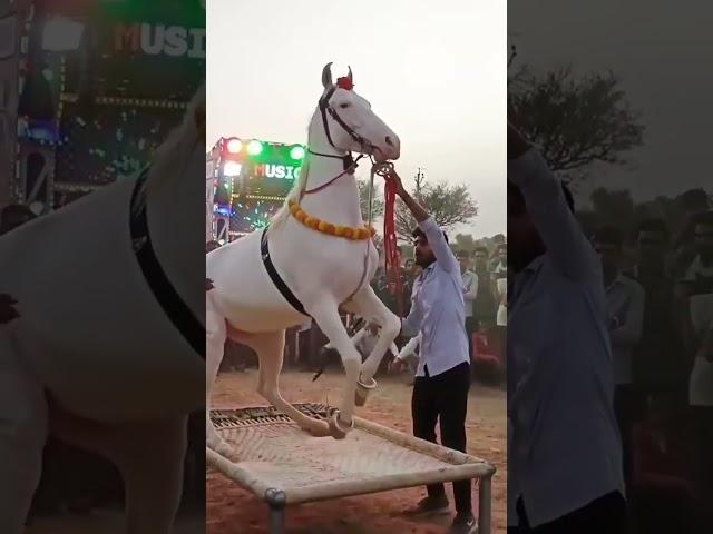 Kamal ghodi wale white Dance ghodi #shortfeed #dance #youtube #explore Mob, 7895264783, 9557016316