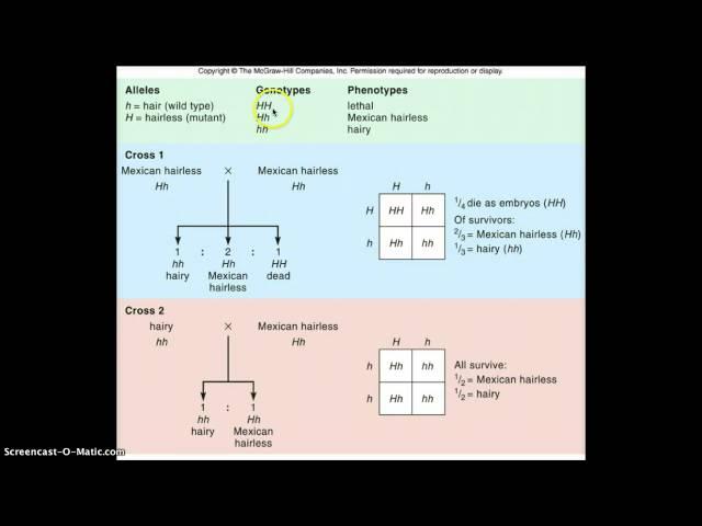 Lethal allele combination