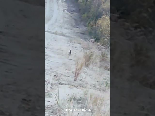 Встретил красавиц на промысловой дороге.