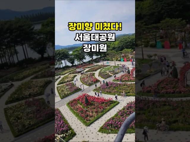 서울대공원 장미원 주말 근황