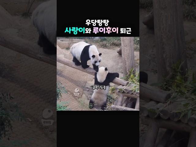 엄마앞길 막기 우당탕탕 아루후퇴근 누가제일 먼저 들어갔게요?