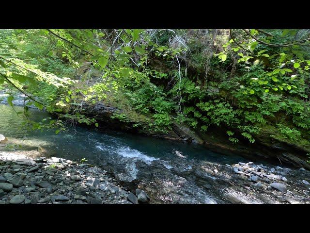 Patterson Gimlin Film Site - The  Bowling Alley Up Close