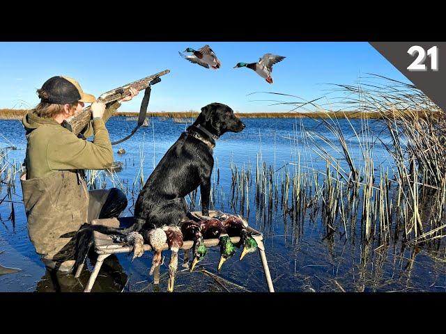 Duck Hunting 2024 | Decoying MALLARDS In CLOSE (Huge Flocks)