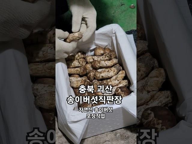 충북 청화산 현지인 송이버섯채취  포장