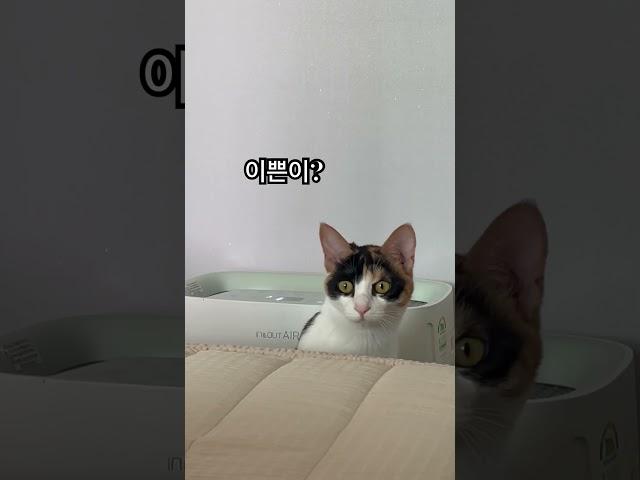 #이쁜이 #벼리 #냥펀치 #고양이 #대답냥