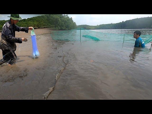 Hàng trăm con cá đua nhau chạy vào dớn | HÒA CẦN GIỜ VLOG