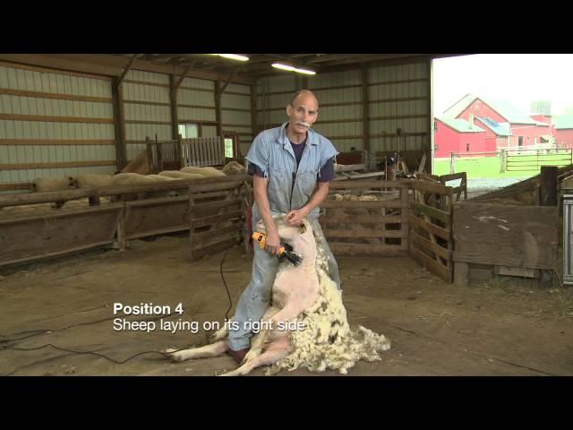 Sheep Shearing Penn State Extension