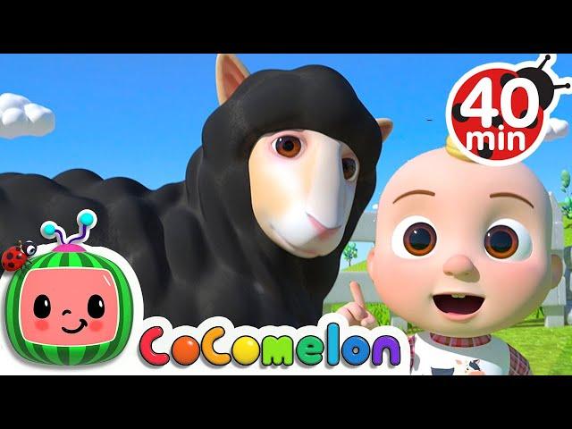 Baa Baa Black Sheep Song + More Nursery Rhymes & Kids Songs - CoComelon