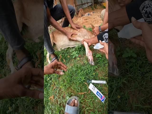 Chuskoni drive cheyandi  #trendingshorts #minivlog #cowvideos ##please #drive #respectshorts