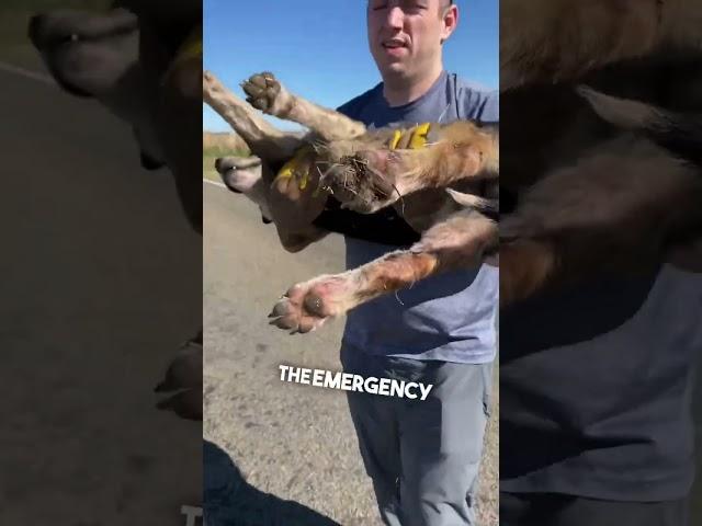 This dog saved his friend’s life ️