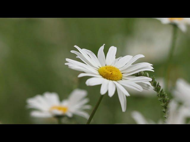 Flowers - background video HD