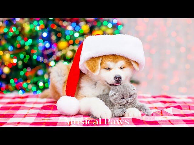 Christmas music helps Dog & cat sleepCalming Anxiety with Soothing Music for Dogs & Cat!