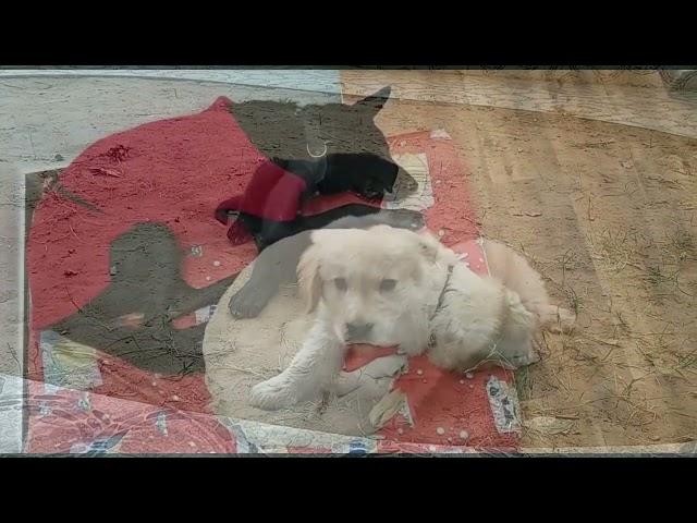 Yeh Dosti Hum Nahi Todenge | Mischievous Max and Bunny