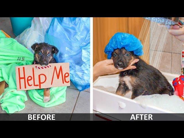 DIY Pet Hacks! Lonely Puppy On Street | Creative Life Hacks for Your Dog