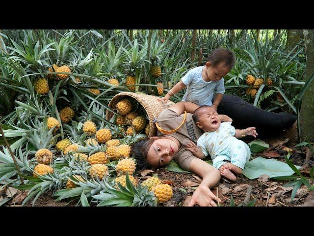 Harvest sweet ripe pineapples to sell at the market - how to build a kitchen for daily cooking