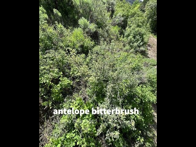 antelope bitterbrush