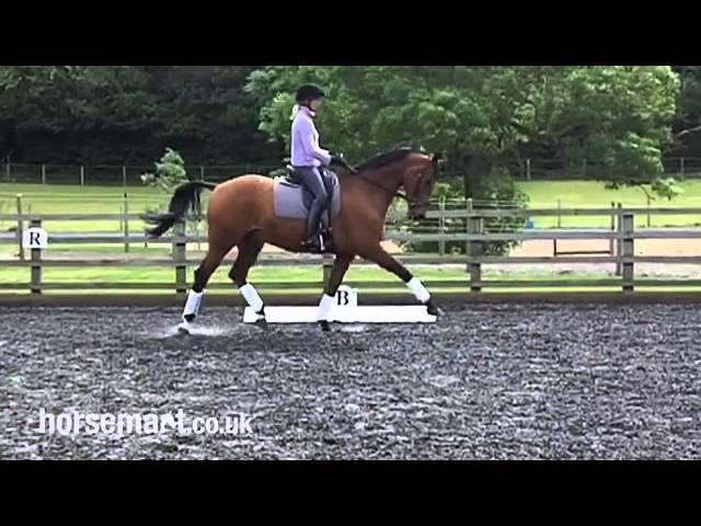 Dressage: Different types of trot