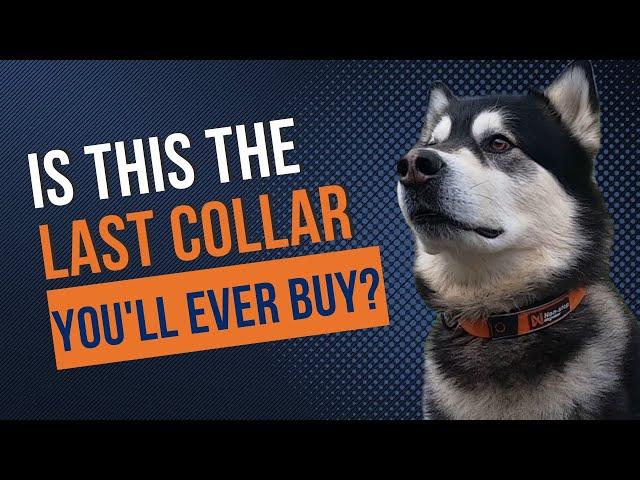 Non-Stop Dogwear Cruise Collar Review