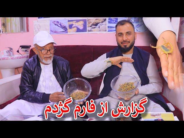 گزارش جمشیدغضنفری از زهر گژدم دوا موی رفتگی ؟داکتر شیرزاد دلیل موی رفتگی باد میده است 