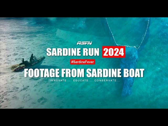 CRAZY Sardine Footage | How Netting Sardines takes place | ASFN Sardine Run 2024