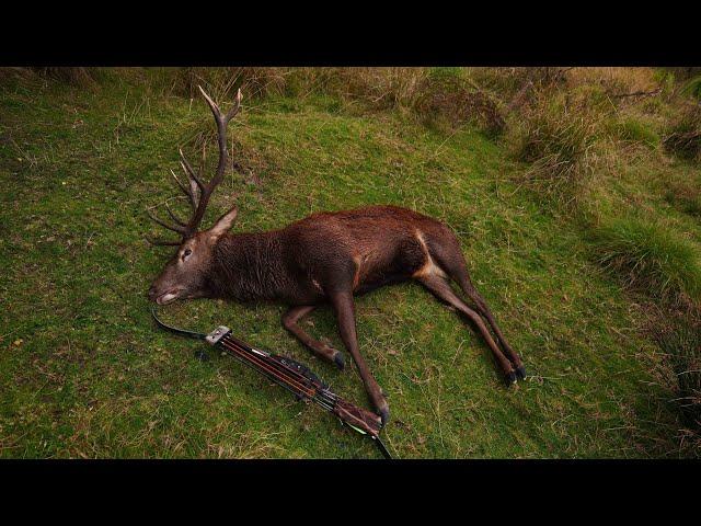 Bow Hunting red stags and chamois