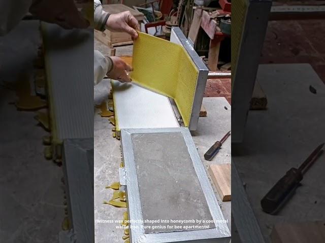 Bee 'Waffle Iron' Genius!  Perfect Comb Art! #BeekeepingLife #HoneycombMagic #OddlySatisfying
