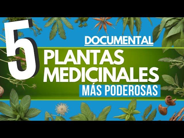  DOCUMENTAL 5 plantas MEDICINALES más PODEROSAS 