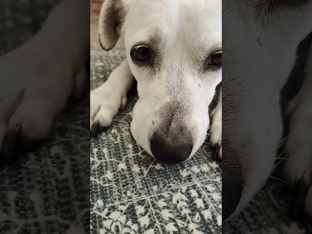 #memes #funny#dogs #dog hamburger#mrdog