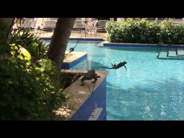 Curaçao - Iguanas by the Pool HD (2016)