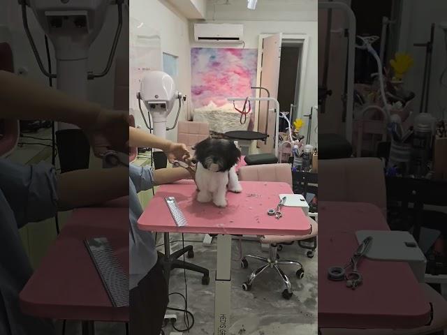 달콩이 배냇미용으로 변신!_말티푸135일 #강아지 #puppy #배냇미용 #애견미용 #pets