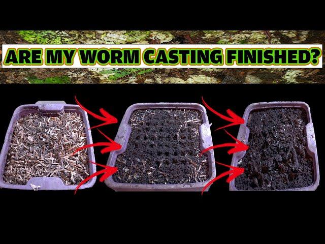 When are your WORM CASTINGS ready for HARVEST?