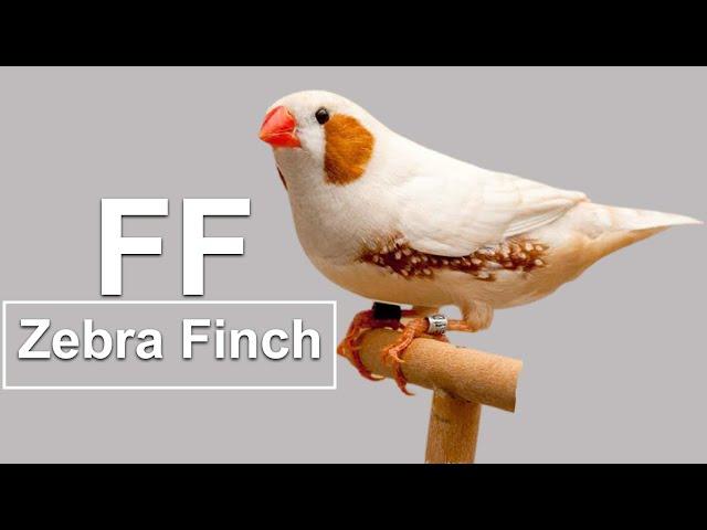 FLORIDA FANCY MUTATION ( CO_DOMINANT ) ZEBRA FINCH