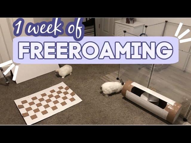 I FINALLY TRIED FREE ROAMING?| daily rabbit routine| new setup| initial thoughts| My Pawfect Family