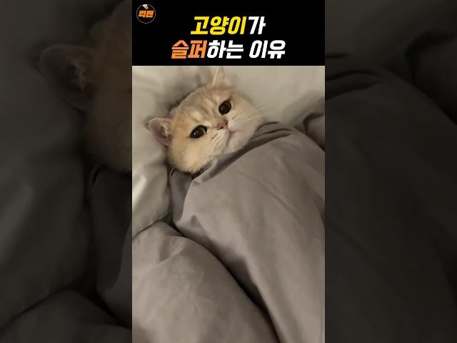 슬픔에 빠진 고양이