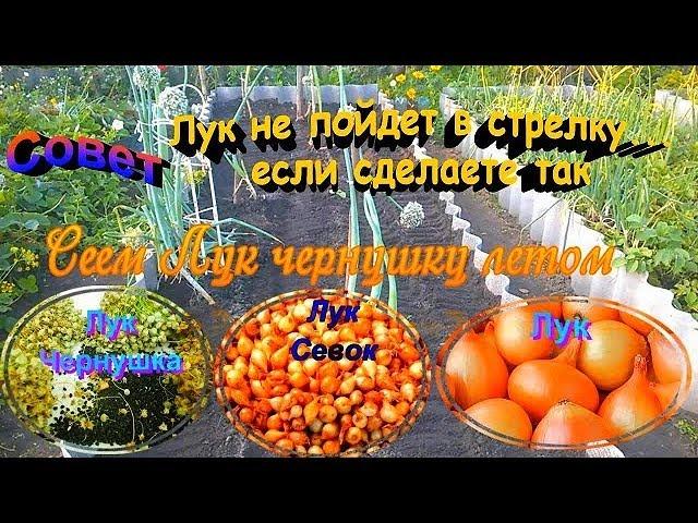 СЕЕМ ЛУК ЧЕРНУШКУ ПО НОВОМУ В СЕРЕДИНЕ ЛЕТА. Совет -чтобы не стрелковался лук