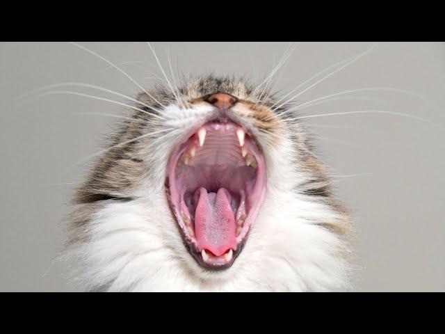 Ultimate compilation of yawning cats