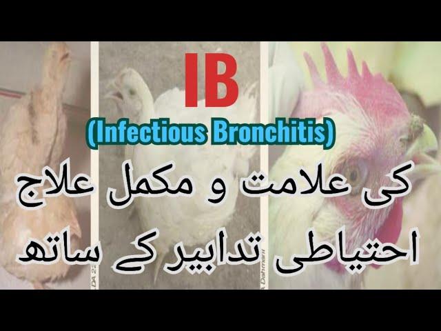 IB Infectious Bronchitis Disease ! IB Problems in Poultry