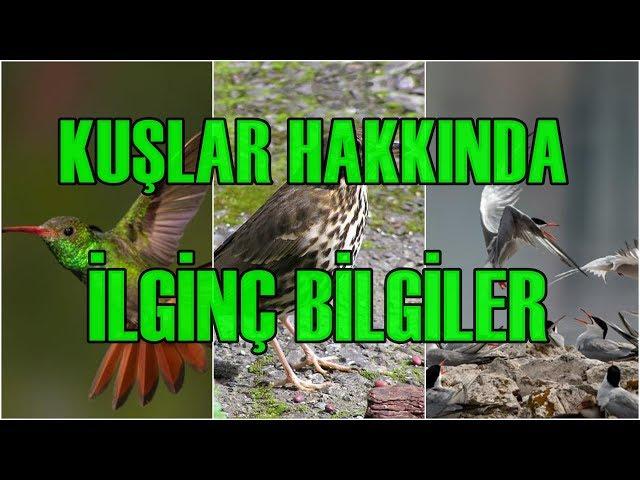 Kuşlar Hakkında 10 İlginç Bilgi