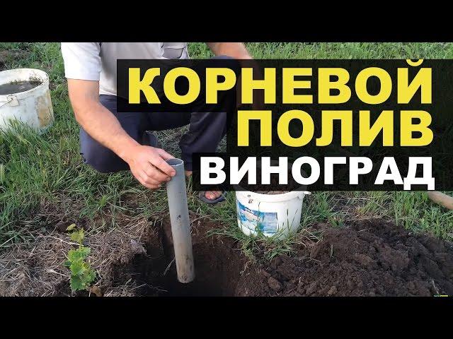 Полив винограда и подкормка по дренажам