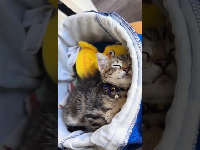 He fell asleep in his toy bucket