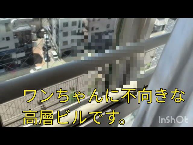 引っ越しをした柴犬こゆきとこまち、これからどうなる？