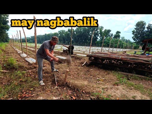 PAGTATAYO NG BALAG NG AMPALAYA ( day 2)