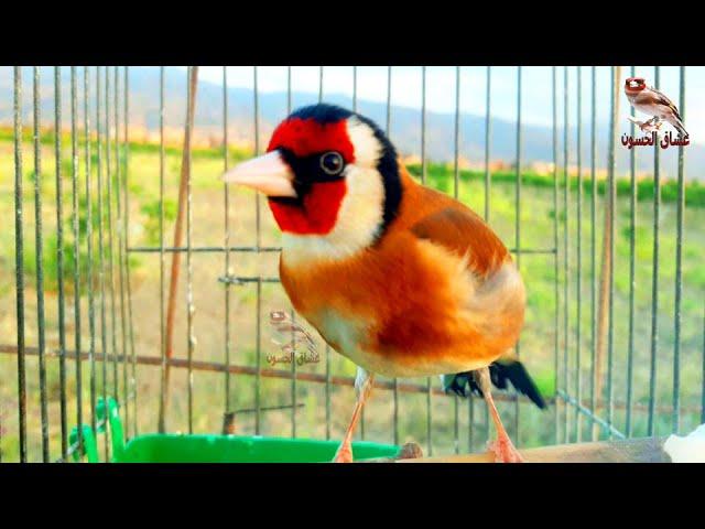 splendor of the goldfinch's voice. Singing goldfinch clean of bugs to teach the young.