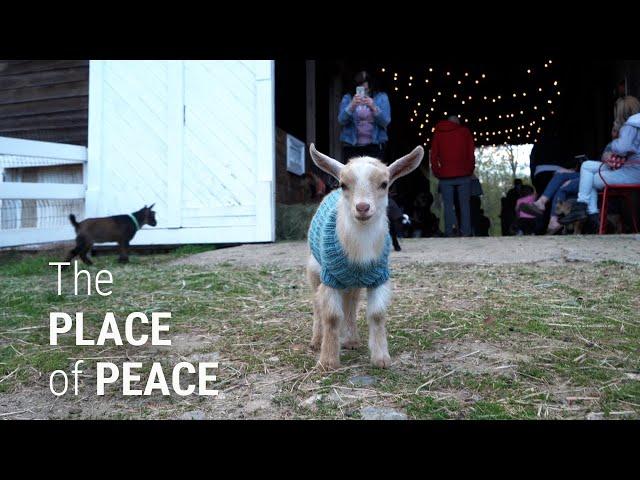 Meet the goats bringing peace during dark days