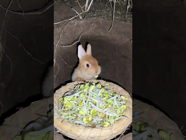 Little rabbit eating bean sprouts Cute pet debut plan Rabbit rural cute pet