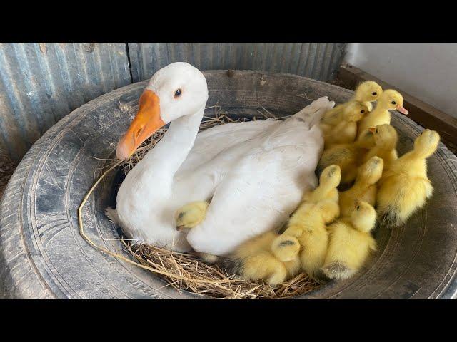 Amazing Pekin Duckling Hatching From Eggs - Nee Baby Duck Born