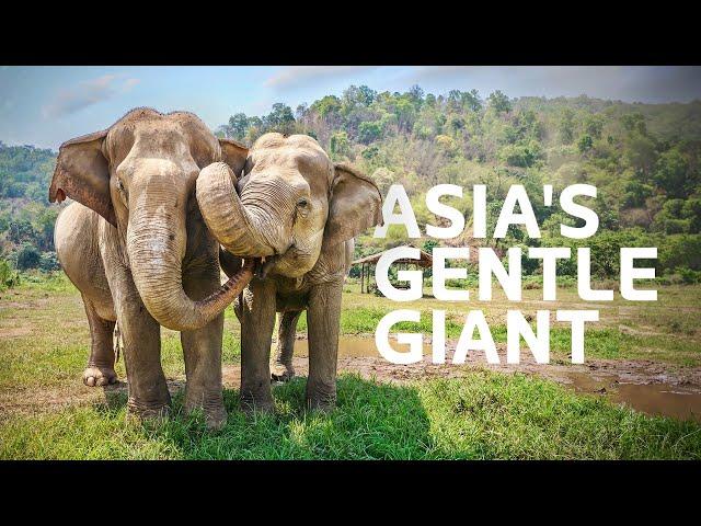 2 Hours Of Amazing Wildlife Surviving Asia's Extreme Climate