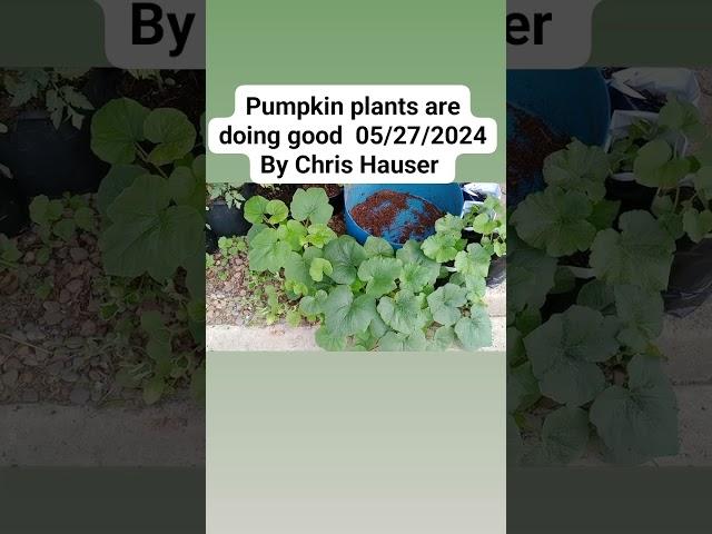 pumkin plant by Chris Hauser 05/27/2024 update